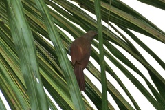 Dendrexetastes rufigula