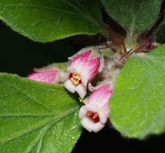 Jatropha neopauciflora