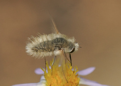 Anastoechus barbatus