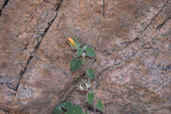 Abutilon wrightii