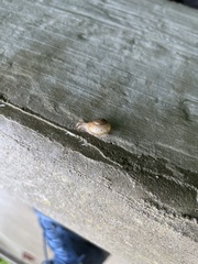 Bradybaena similaris