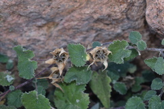Abutilon wrightii