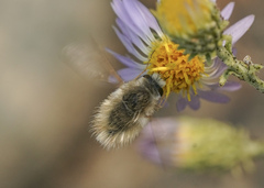 Anastoechus barbatus