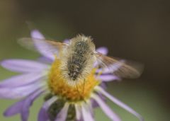 Anastoechus barbatus