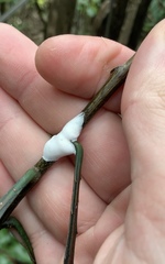 Septobasidium simmondsii