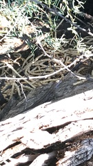 Sceloporus occidentalis longipes