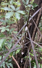 Septobasidium simmondsii