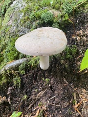 Leccinum holopus