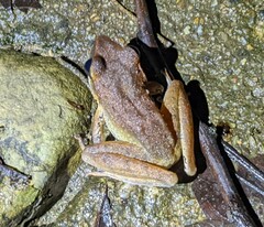 Pristimantis gaigei