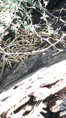 Sceloporus occidentalis longipes