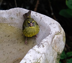 Crithagra scotops umbrosa