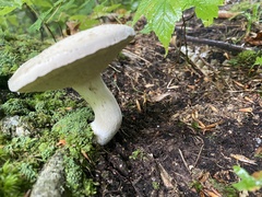 Leccinum holopus