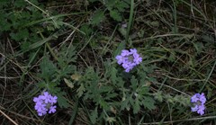 Glandularia latilobata