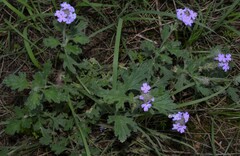 Glandularia latilobata