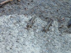 Periophthalmus modestus