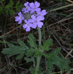 Glandularia latilobata