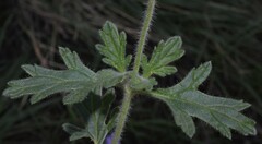 Glandularia latilobata