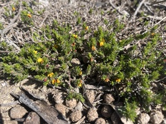 Pultenaea tenuifolia