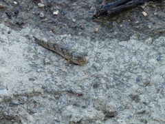 Periophthalmus modestus