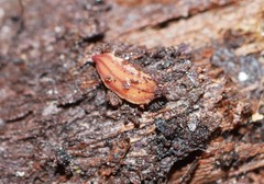 Geoplanidae