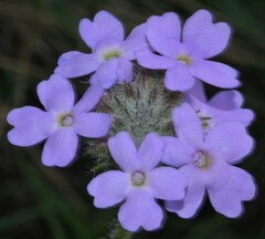 Glandularia latilobata