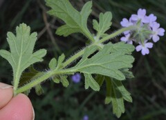 Glandularia latilobata
