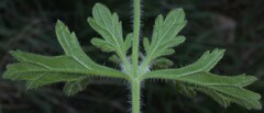 Glandularia latilobata