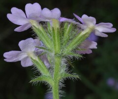 Glandularia latilobata