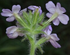 Glandularia latilobata
