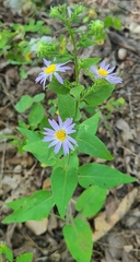 Symphyotrichum anomalum