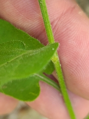 Symphyotrichum anomalum