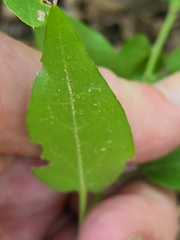 Symphyotrichum anomalum
