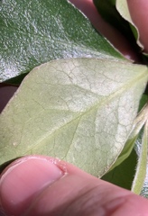 Pittosporum