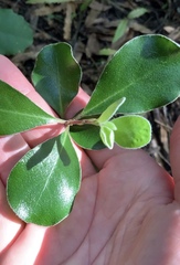 Pittosporum