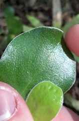 Pittosporum