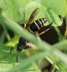 Ancistrocerus