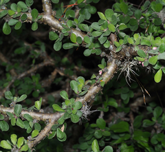 Jatropha neopauciflora