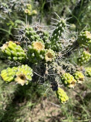 Cylindropuntia whipplei