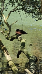 Anas castanea