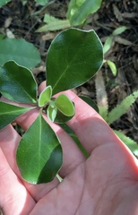 Pittosporum