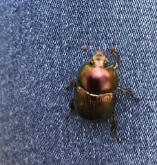 Geotrupes splendidus