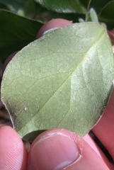Pittosporum