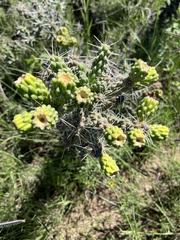 Cylindropuntia whipplei