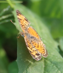 Phyciodes tharos