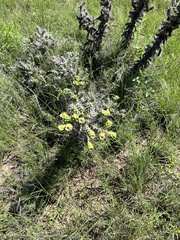 Cylindropuntia whipplei