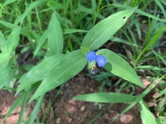 Commelina erecta