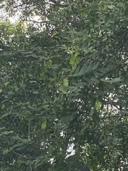 Tipuana tipu