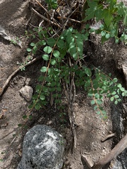 Symphoricarpos rotundifolius