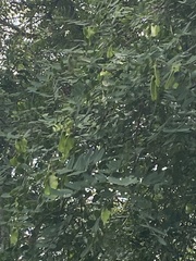 Tipuana tipu