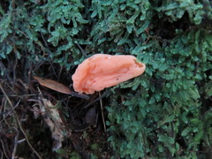 Clavulinopsis sulcata